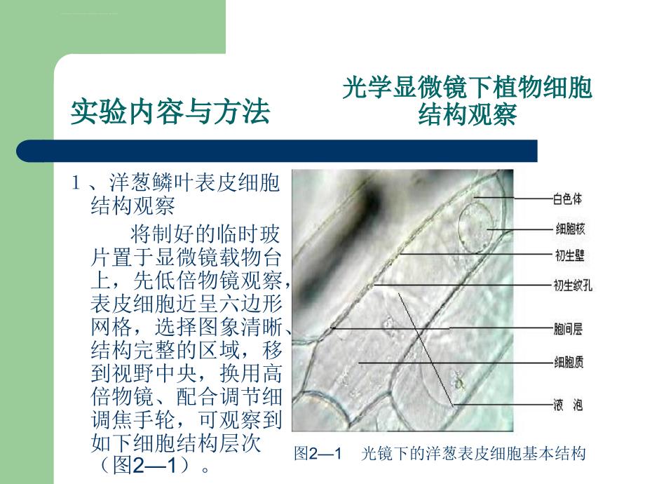 植物细胞和组织实验课件_第3页