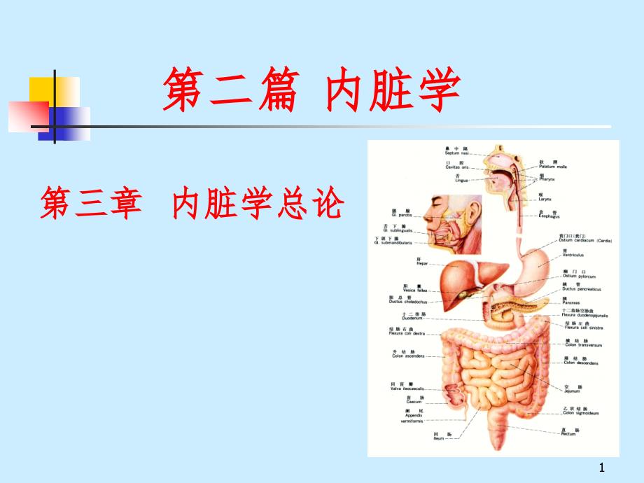 解剖 内脏学（课堂PPT）_第1页