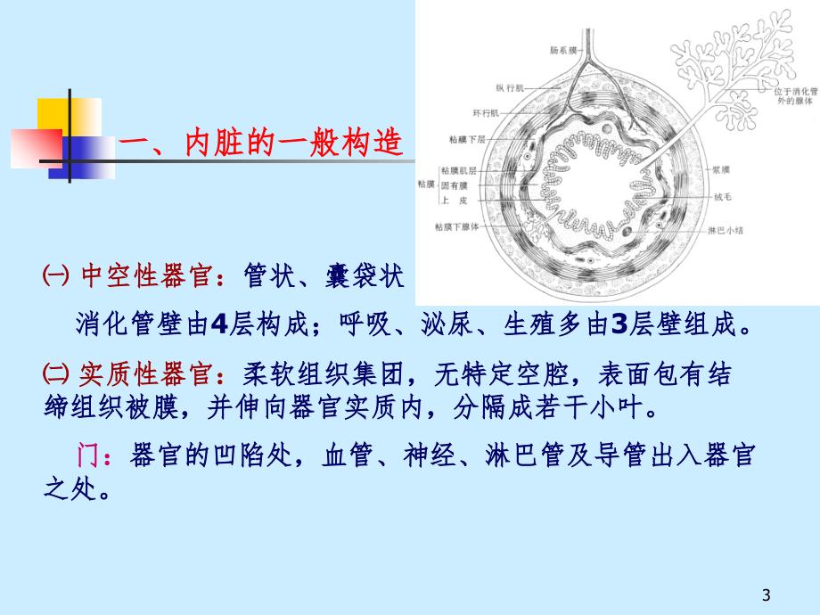 解剖 内脏学（课堂PPT）_第3页