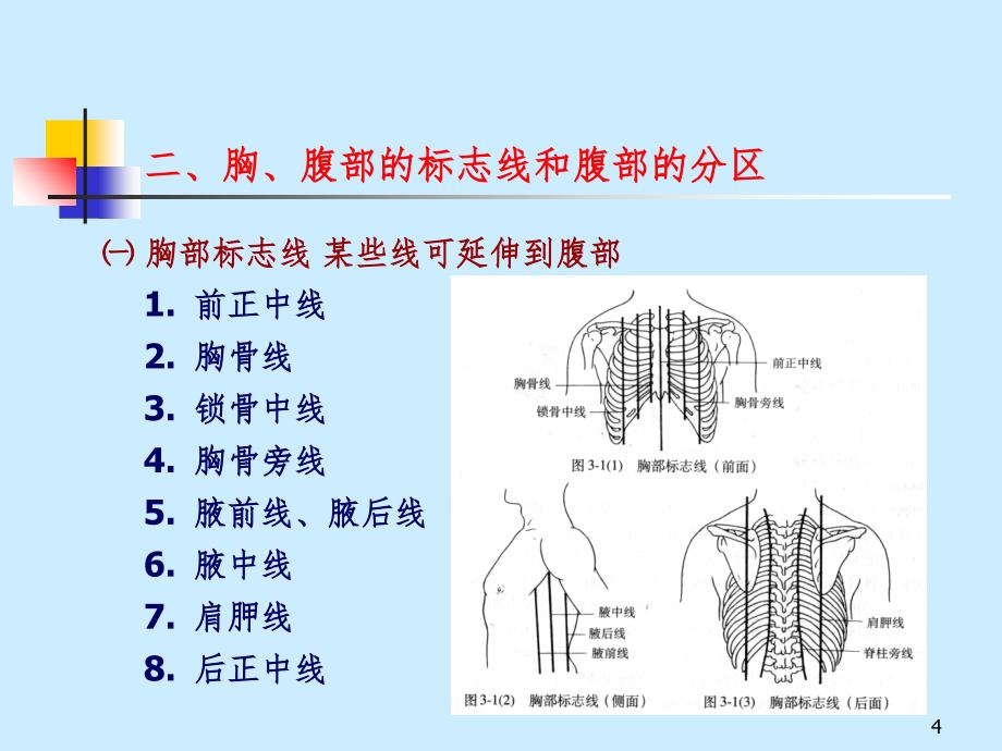 解剖 内脏学（课堂PPT）_第4页