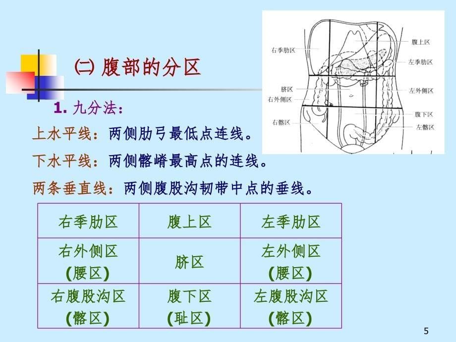 解剖 内脏学（课堂PPT）_第5页