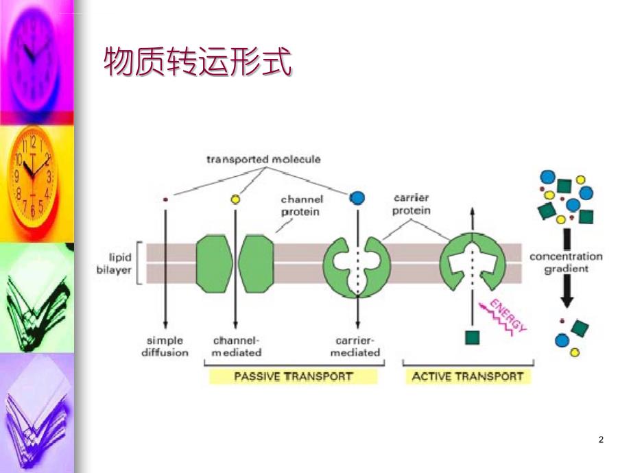 电生理学基础课件_第2页