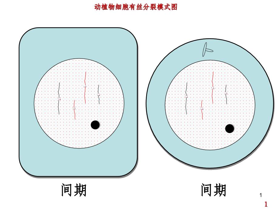 动植物细胞有丝分裂图（课堂PPT）_第1页