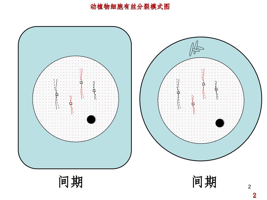 动植物细胞有丝分裂图（课堂PPT）_第2页