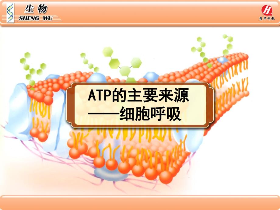 生物学①必修5[1].3《ATP的主要来源――细胞呼吸》PPT课件_第1页