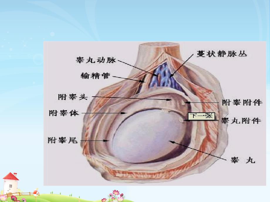 睾丸切除术PPT_第4页