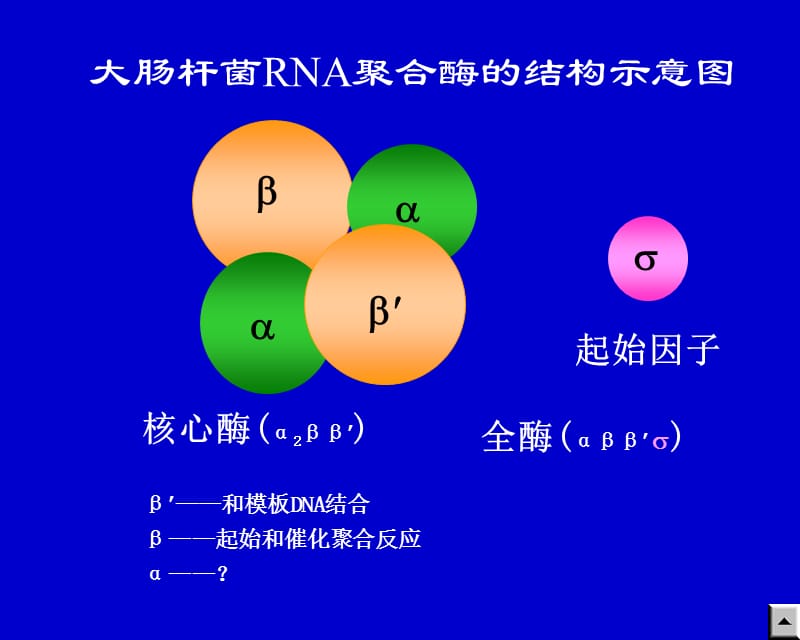 生化~RNA生物合成课件_第5页