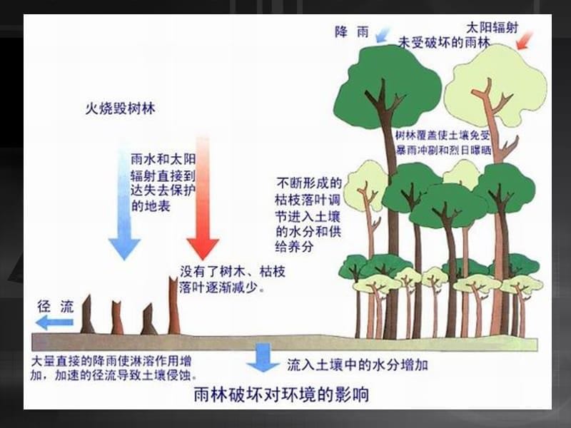 高中地理课件--陆地资源.ppt.ppt_第5页