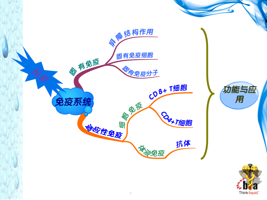 医学免疫学9.B淋巴细胞课件_第2页