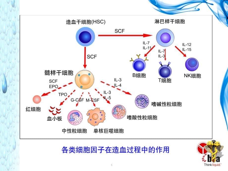 医学免疫学9.B淋巴细胞课件_第5页