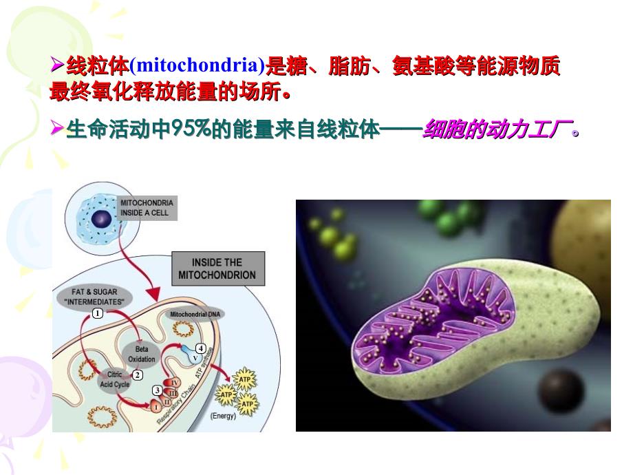 医学遗传学 线粒体遗传病课件_第2页