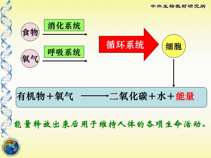 苏教版七年级下册生物人体能量的供给-_第2页