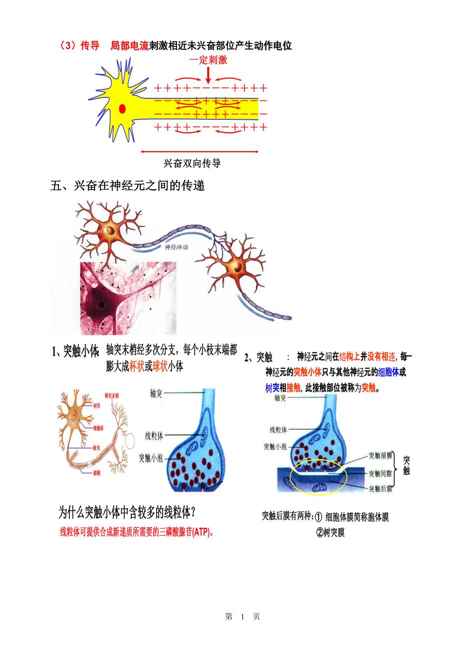 1221编号通过神经系统的调节复习知识点_第3页