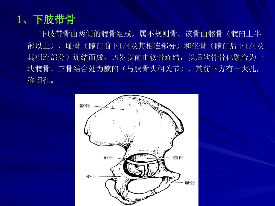 解剖学下肢骨_第3页