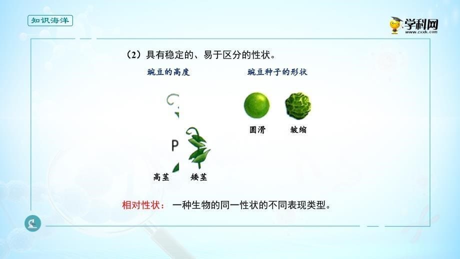 课件 1.1 孟德尔的豌豆杂交实验（一）（1）-高中生物必修2(新教材同步课件)(共17张PPT)_第5页