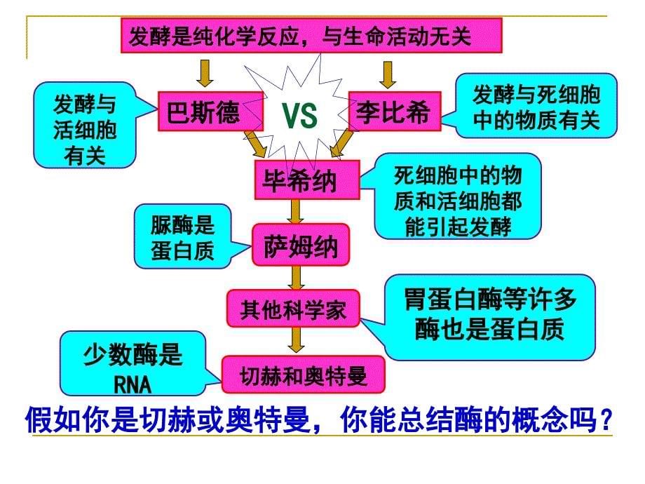 高中生物 必修1 第5章 第1节 酶的作用和本质（19张PPT）_第5页