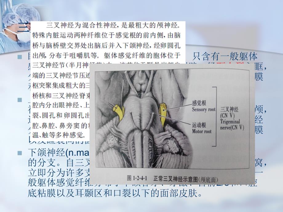 三叉神经解剖及三叉神经痛影像诊断-_第3页