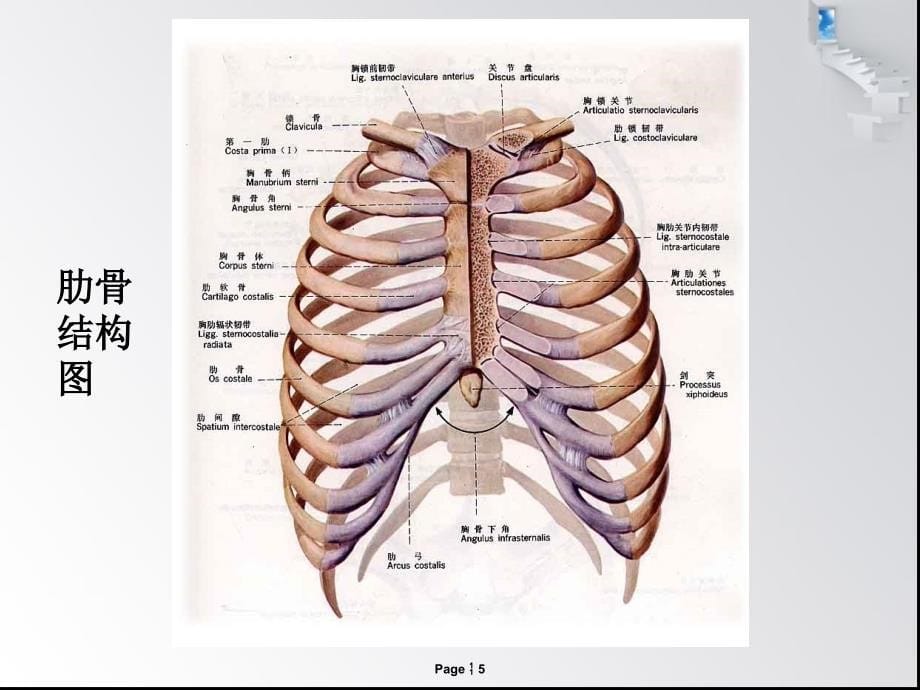 肋骨骨折病人的护理措施最新版本_第5页