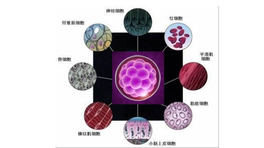 细胞的分化-人教版必修一（21张PPT）_第3页