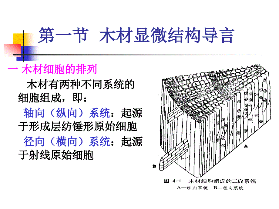 第四章木材的微观结构_第2页