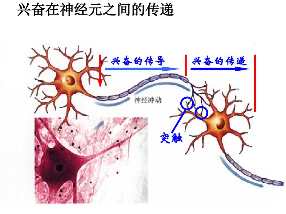 兴奋在神经元之间的传递课件-_第2页