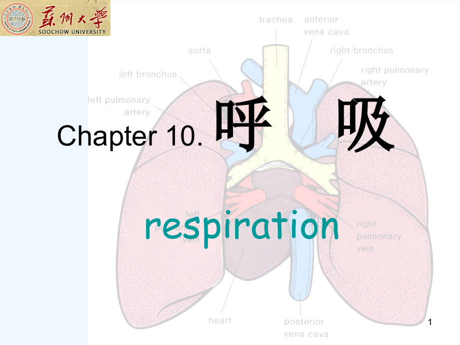 大学生理学呼吸系统_第1页