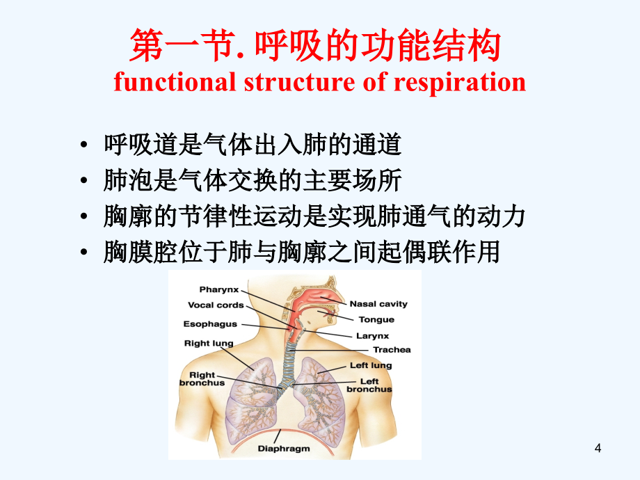 大学生理学呼吸系统_第4页