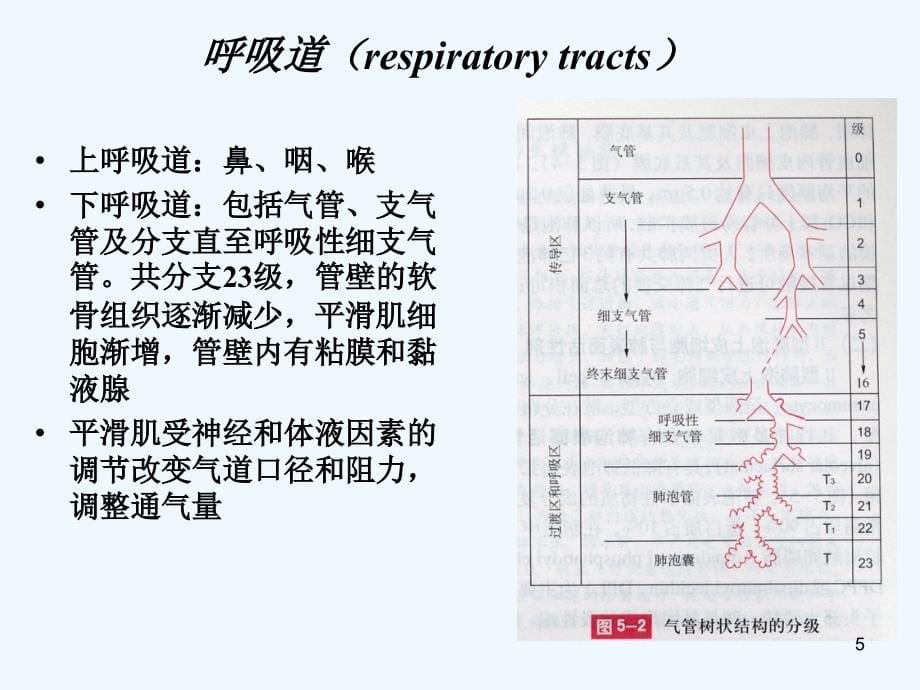 大学生理学呼吸系统_第5页