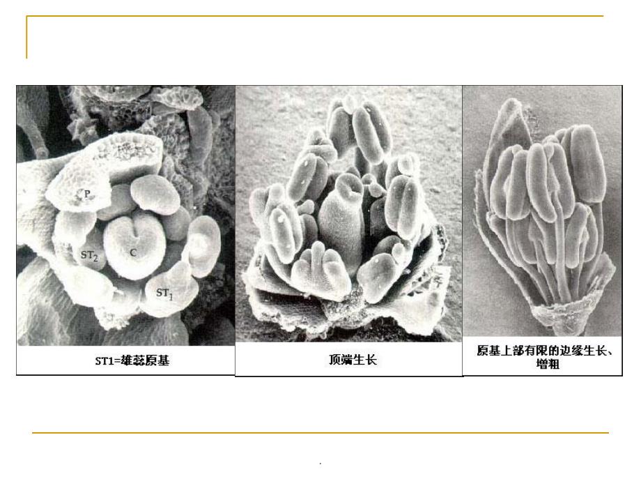 植物生物学10ppt课件_第2页