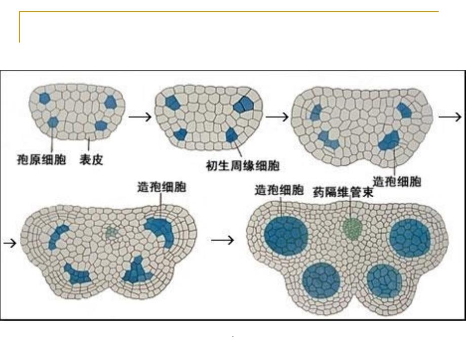 植物生物学10ppt课件_第3页