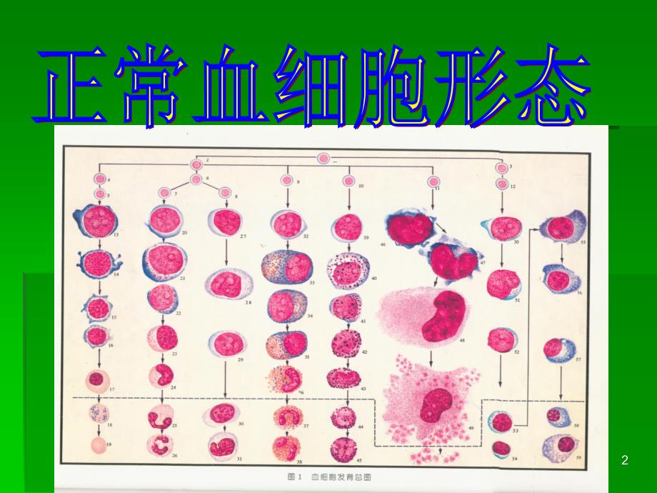 （优质医学）正常血细胞形态学_第2页