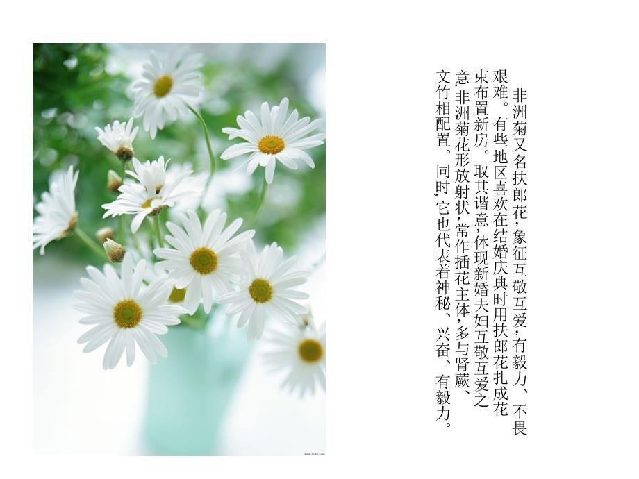 各种花及其花语展示课件_第2页