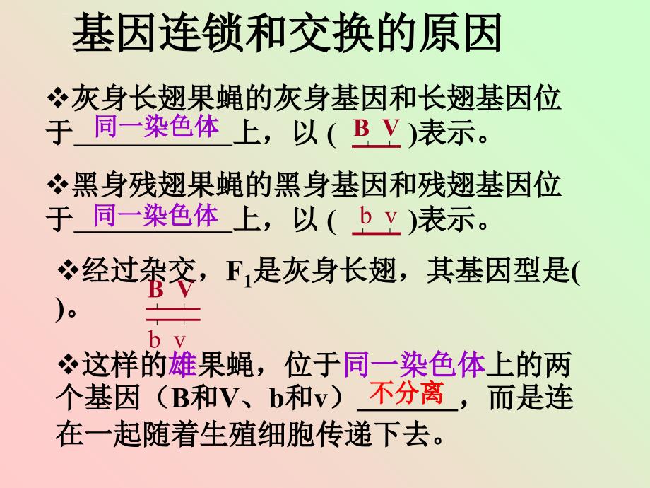 基因的连锁和交换定律课件_第4页