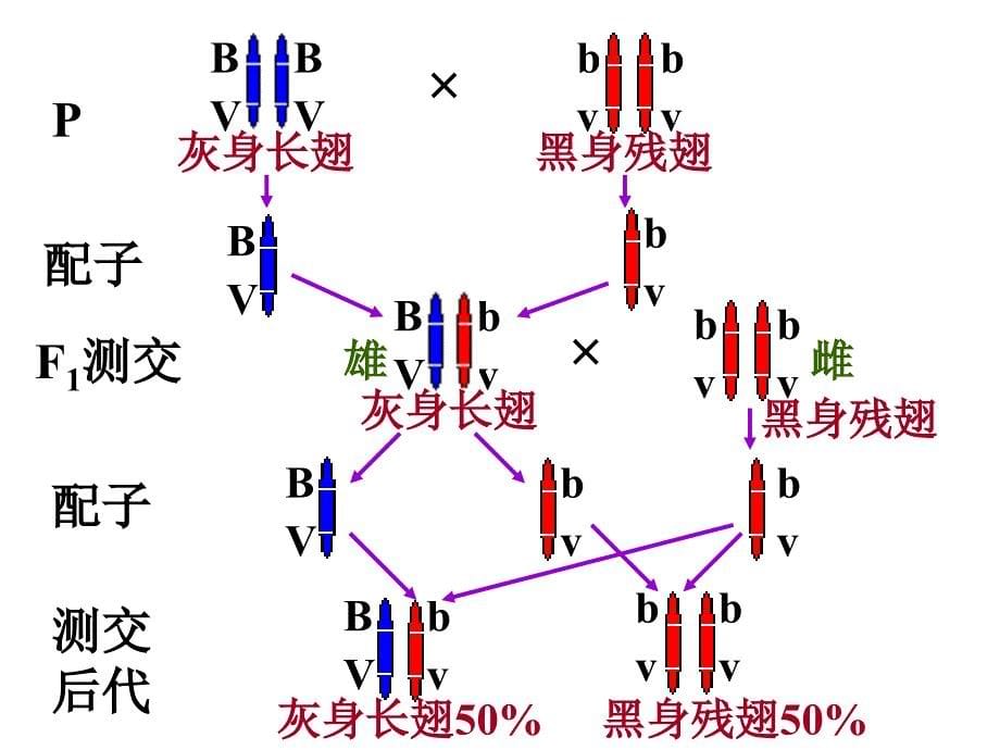 基因的连锁和交换定律课件_第5页