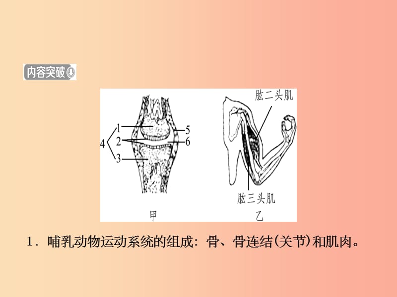 山东省淄博市201X中考生物专题九复习课件_第4页