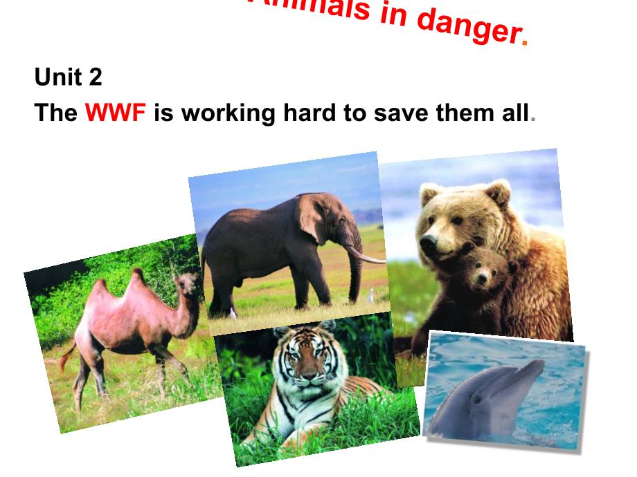 外研社八年级英语上Module6 Animals in danger-Unit2教研课课件_第1页