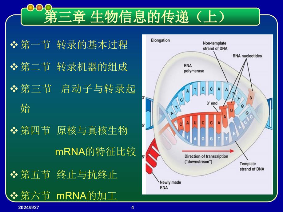 基因工程PPT课件 第三章 生物信息的传递(上)-从DNA到RNA_第4页