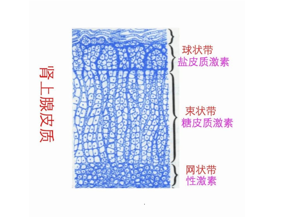 药理学精--内分泌系统ppt课件_第4页