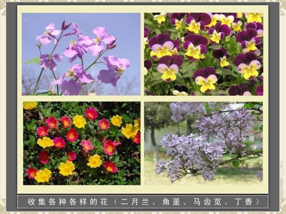 四年级下册《各种各样的花》课件_第2页