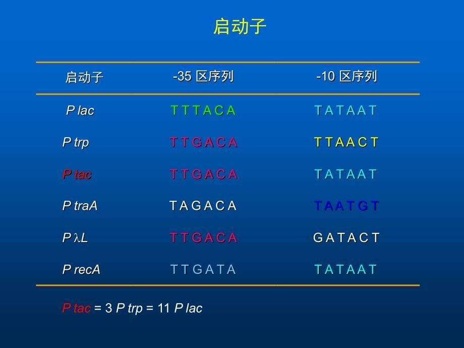 基因工程6-表达系统和基因工程新技术中国药科大学生物工程所有课件_第5页