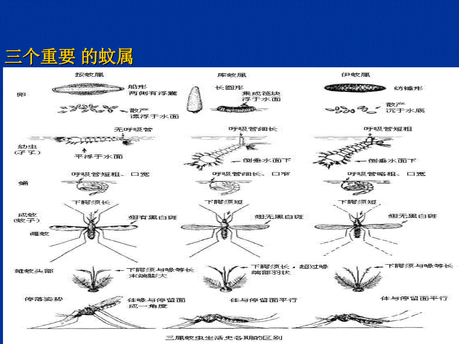 （优质医学）学校登革热防控知识讲座_第3页