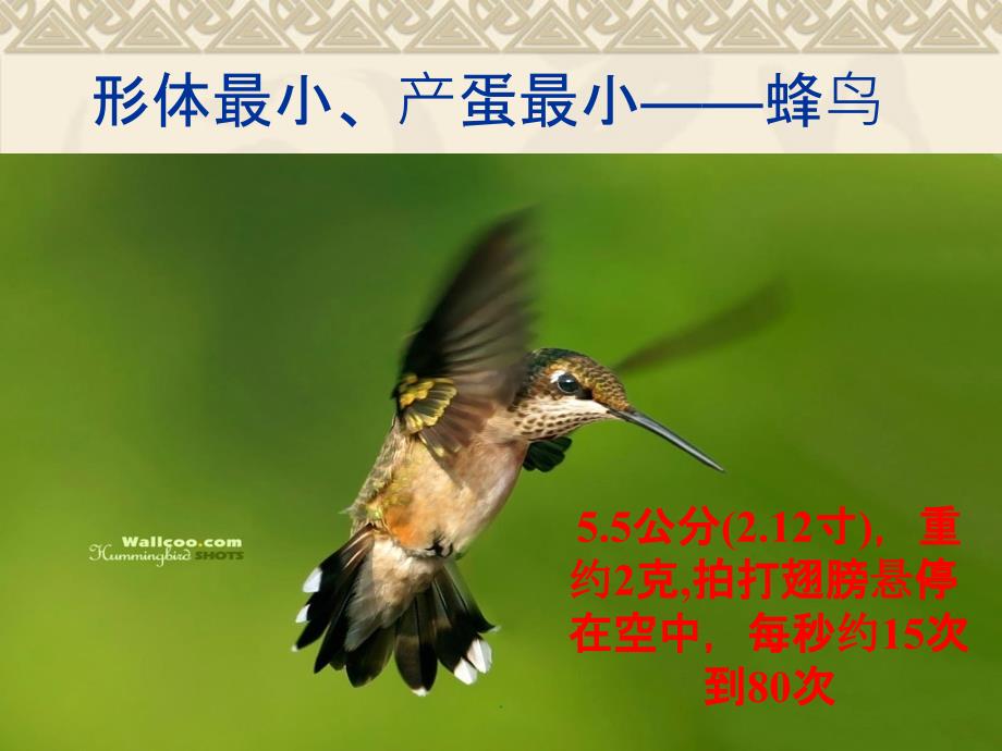 七年级生物下册空中的生物鸟类的精苏科版ppt课件_第2页