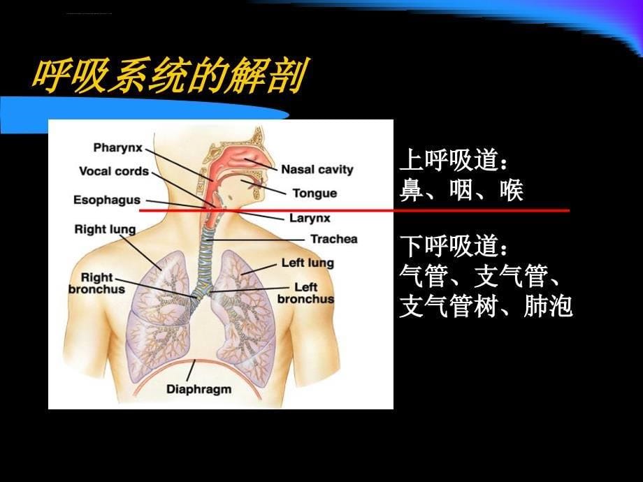 呼吸系统生理与机械通气基础知识课件_第5页