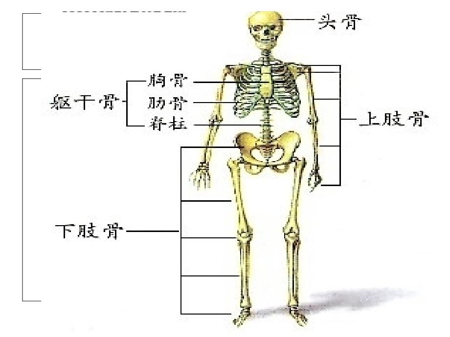 青岛版小学科学三年级下册《骨骼》精ppt课件_第3页