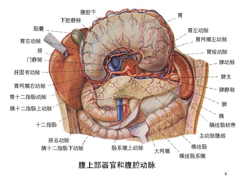 腹腔干的分支幻灯片_第4页