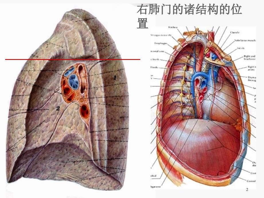 肺门和肺段断层解剖及CT-幻灯片_第2页