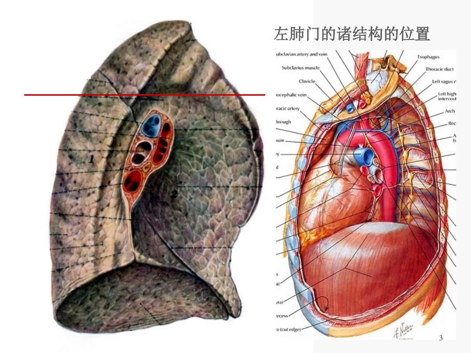 肺门和肺段断层解剖及CT-幻灯片_第3页