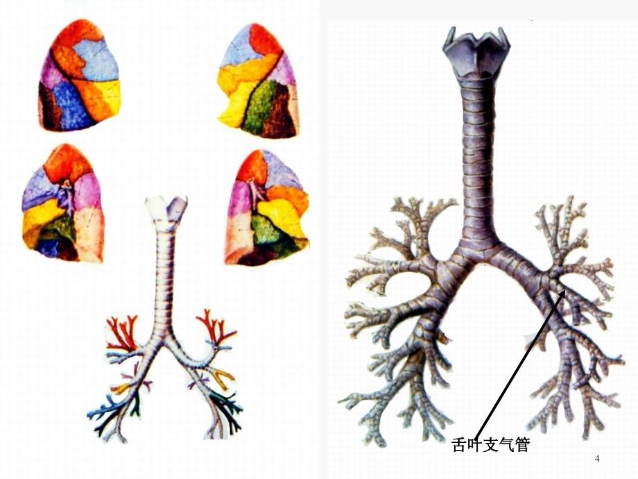 肺门和肺段断层解剖及CT-幻灯片_第4页