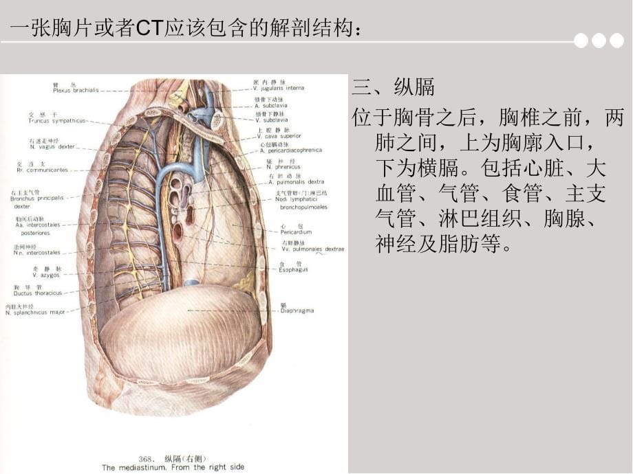 胸片及胸部CT的阅读内容及肺段定位幻灯片_第5页