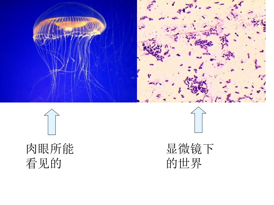 苏教版小学六年级上学期科学全册PPT课件 ._第2页